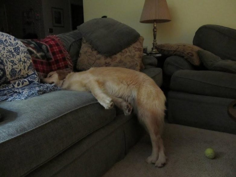 Для этих собак не бывает неудобных поз для сна
