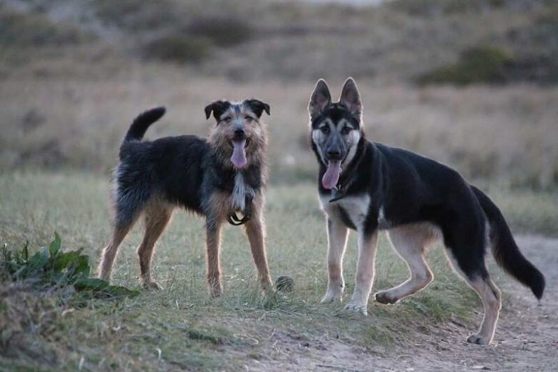 Две собаки провели в горах двое суток