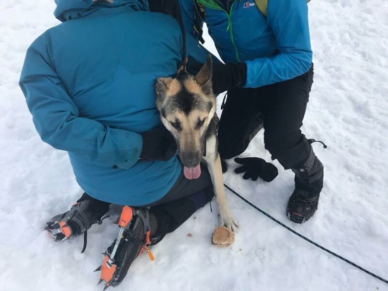 Две собаки провели в горах двое суток