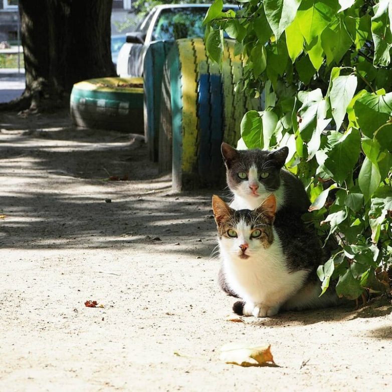 Милые котики