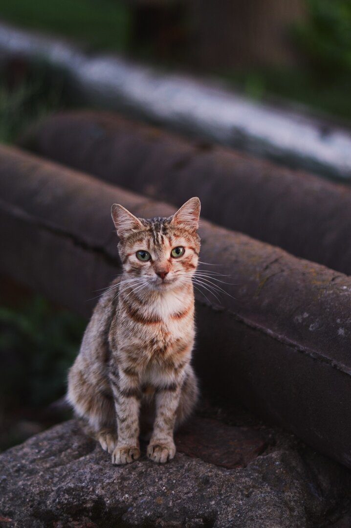 Милые котики