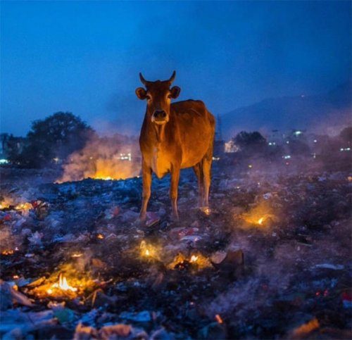 Фото животных, которые наводят ужас