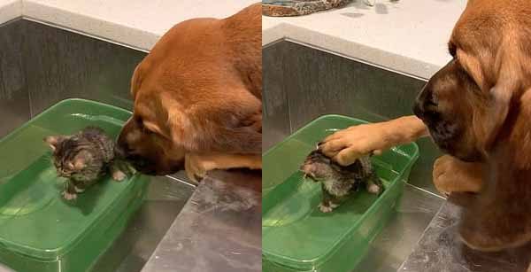 Собака успокаивает котёнка, принимающего первую ванну