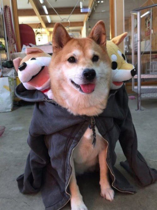 Трёхглавые костюмы для собак