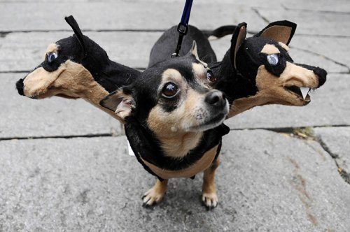 Трёхглавые костюмы для собак