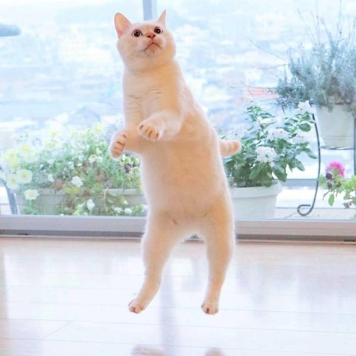 Танцующий кот