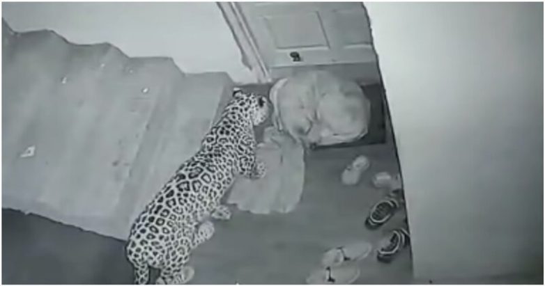 Спящая собака чуть не стала ужином для леопарда