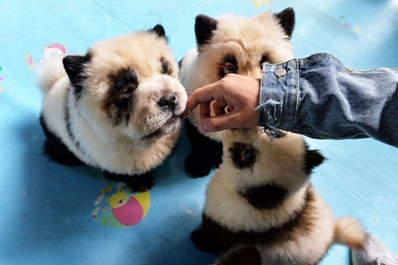 В Китае щенков чау-чау покрасили в панд