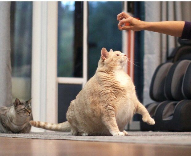 Самый толстый кот в мире изменился до неузнаваемости
