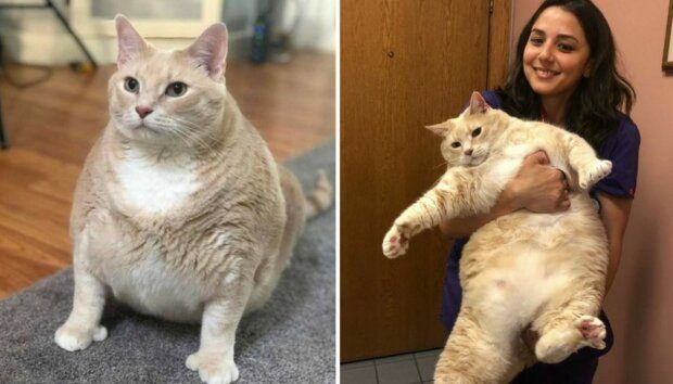 Самый толстый кот в мире изменился до неузнаваемости