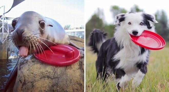 Фотографии, которые убедят вас, что собаки и тюлени — родственники