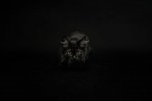 Как вдохновить людей брать из приютов чёрных кошек