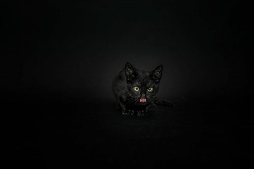 Как вдохновить людей брать из приютов чёрных кошек