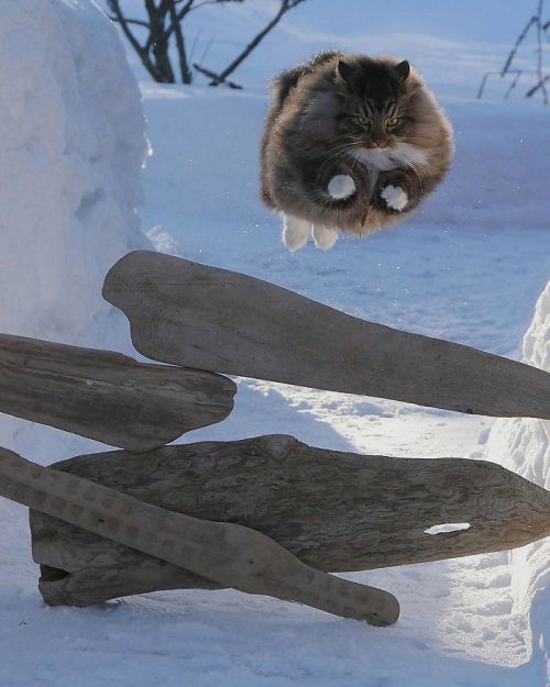 Усатые пушистики из Финляндии, которые обожают играть в снегу