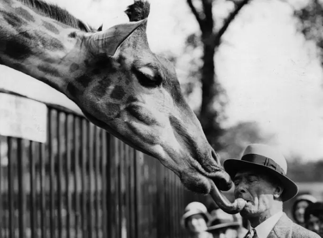 Интересные фотографии с участием животных, снятые более 100 лет назад