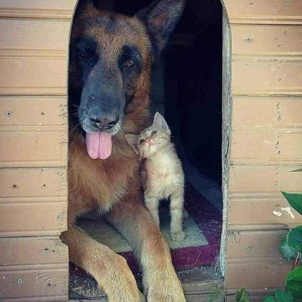 Дружба между животными