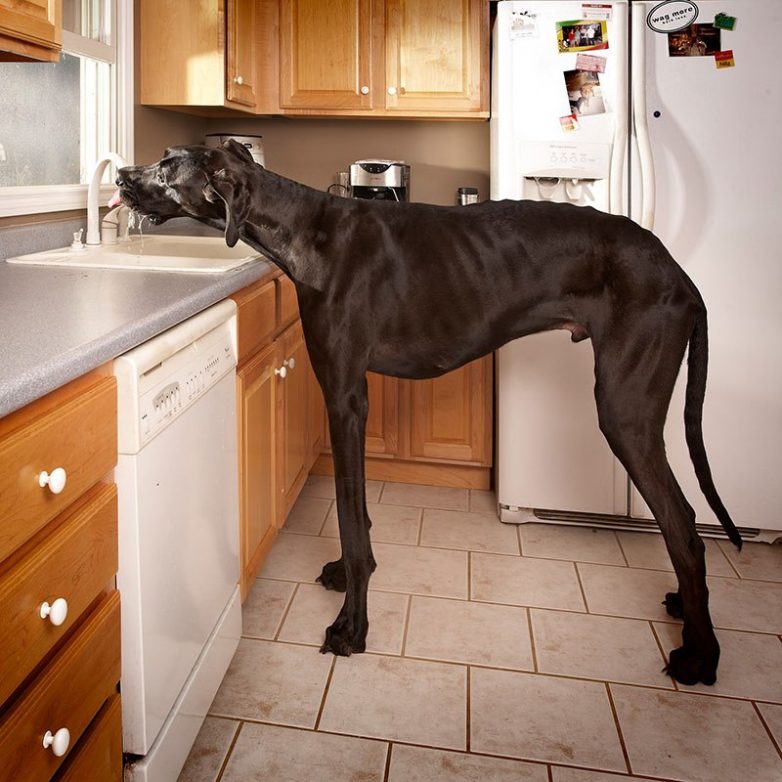 Самая высокая собака в мире