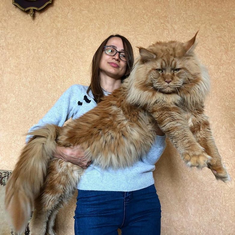 Котики-гиганты