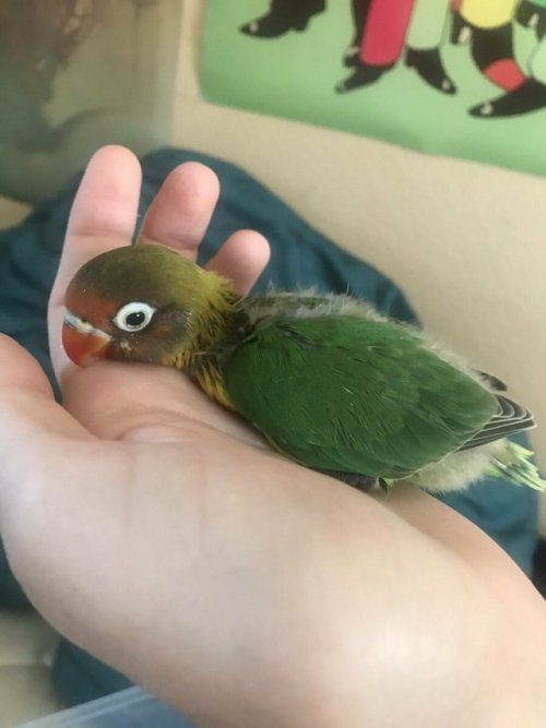 Нежная любовь попугаев