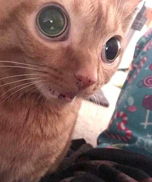 Кошка с круглыми глазами