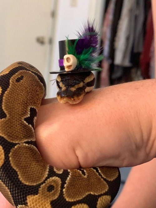 Змеи и шляпы