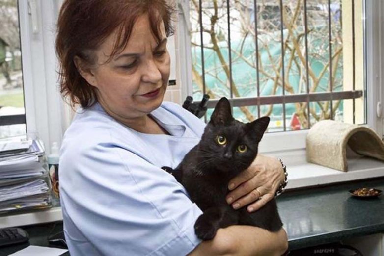 Спасённый кот теперь сам ухаживает за больными животными из приюта