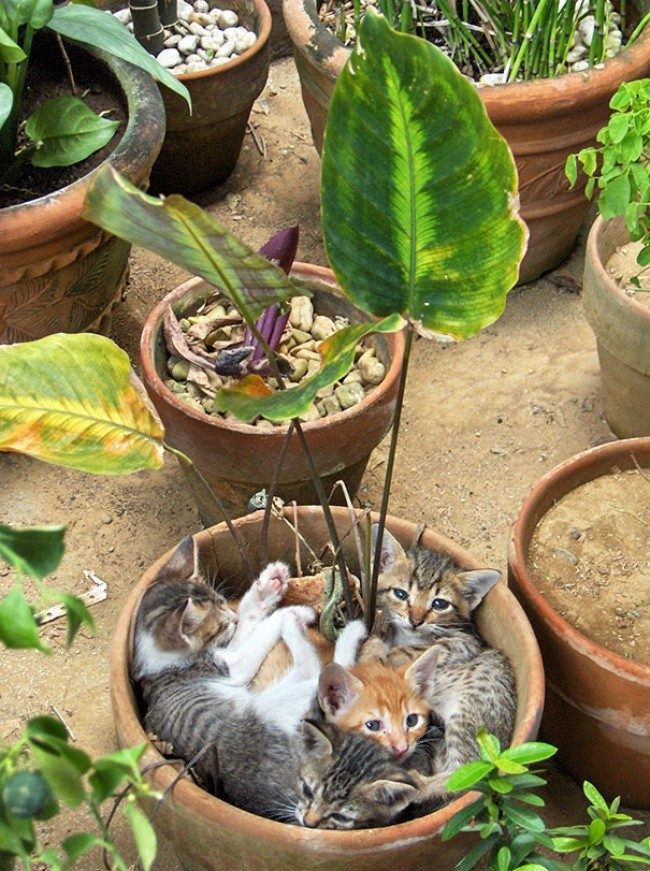 Доказательства того, что коты — это растения