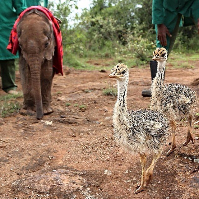Слонёнок, потерявший маму, каждый день обнимает страуса