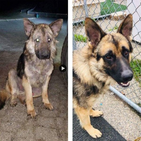 09297ac377 преображение животных до и после спасения