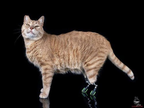 Первый кот в Италии с ногами-протезами