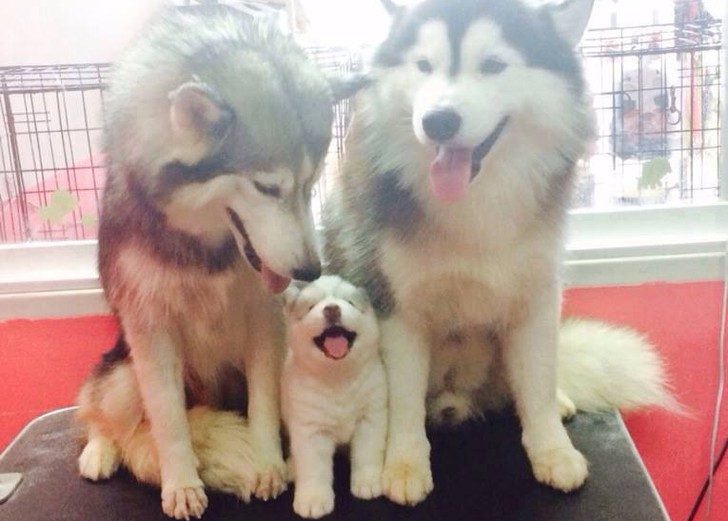 Милейшие собаки со своими щенками