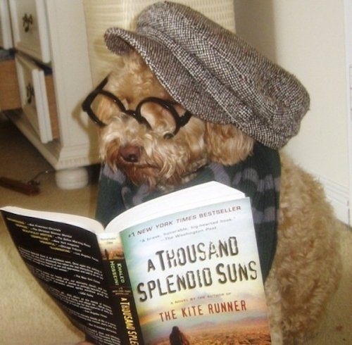 Собаки, которые тоже любят читать