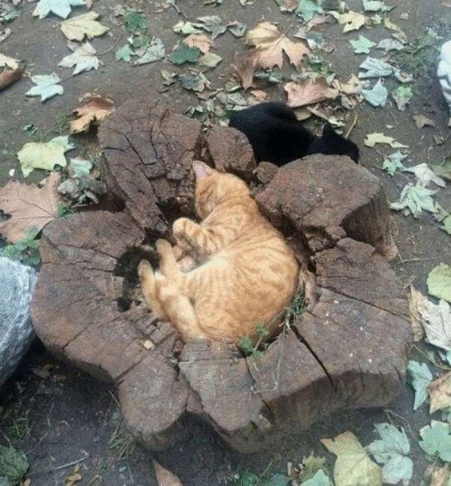 Кошки, которые спят там, где сон застанет