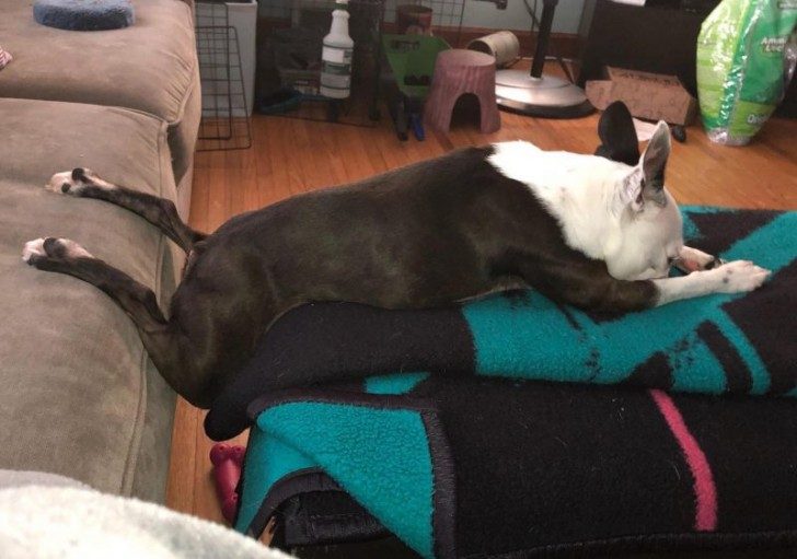 Эти собаки покажут, как нужно спать без задних ног