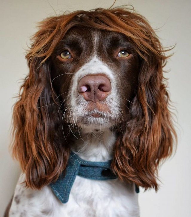 Невероятная причёска пса по кличке Финн