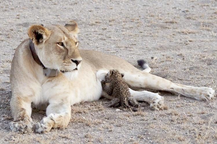 Львица усыновила котёнка-леопарда