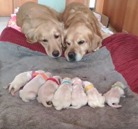 Очаровательное семейство с новорожденными щенками покорило сеть