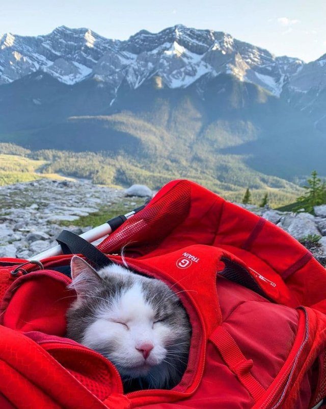 Кот, который обожает ходить в горы
