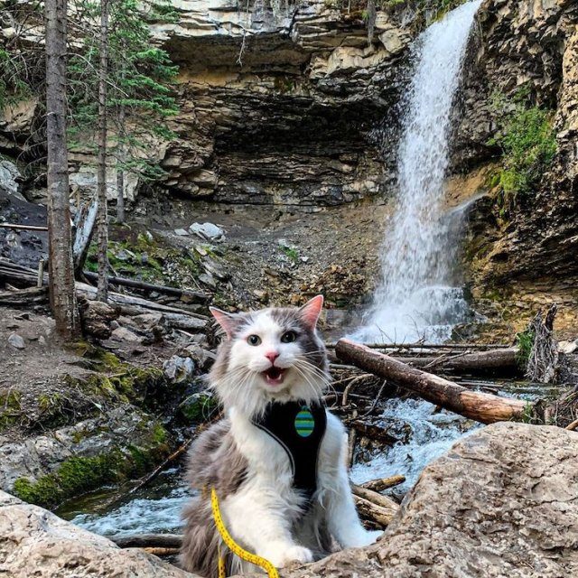Кот, который обожает ходить в горы