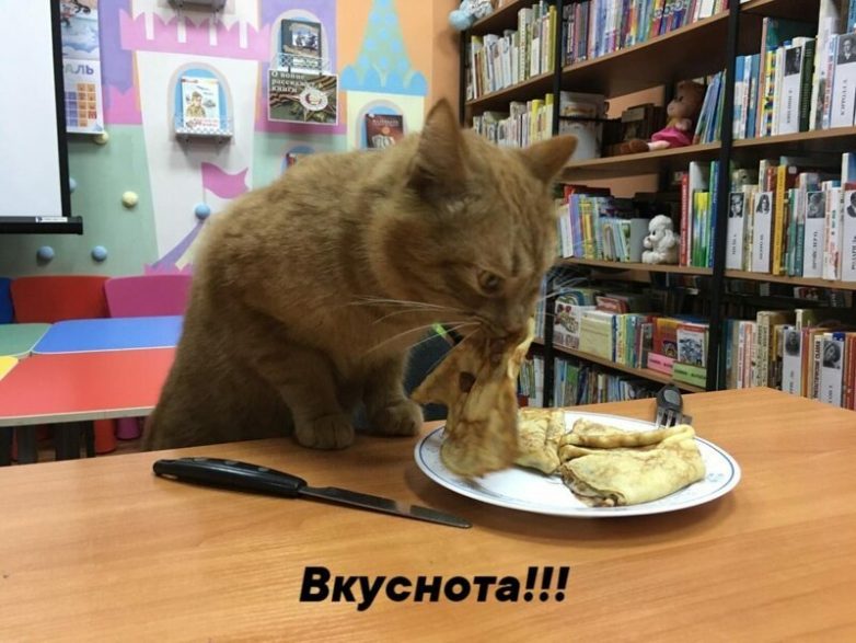 Кот Степан из Тверской библиотеки