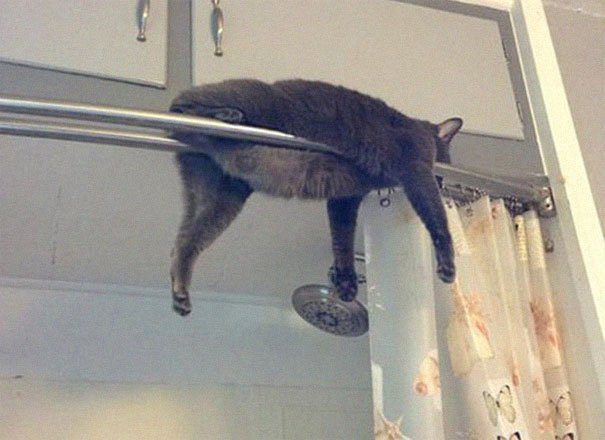 Доказательства, что кошки могут заснуть в любом месте и в любой позе