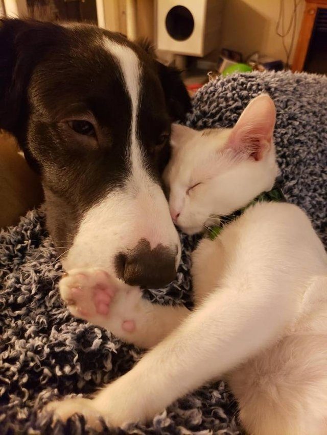 Пост о дружбе между собаками и кошками
