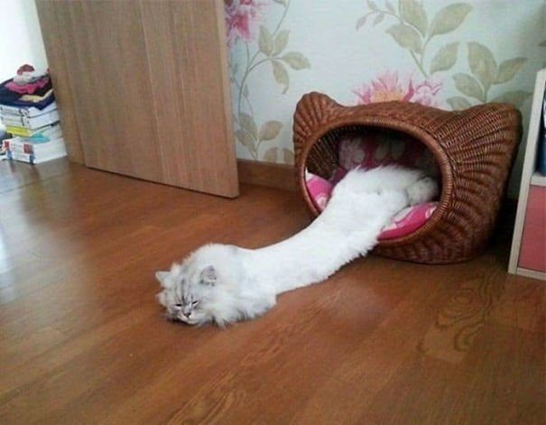 Доказательства, что кошки могут заснуть в любом месте и в любой позе