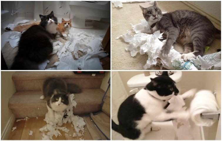 Смешные фото кошек которые понимают, что такое карантин