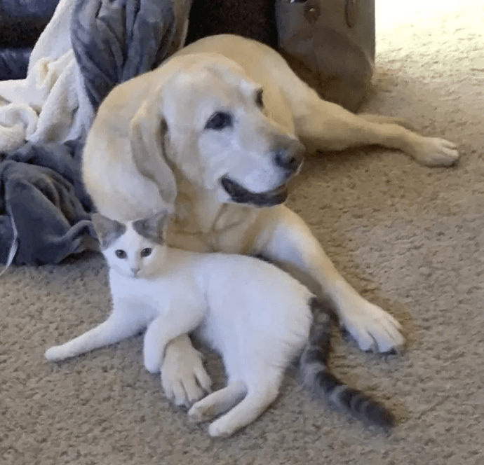 Пожилой лабрадор удочерил новорожденного котенка