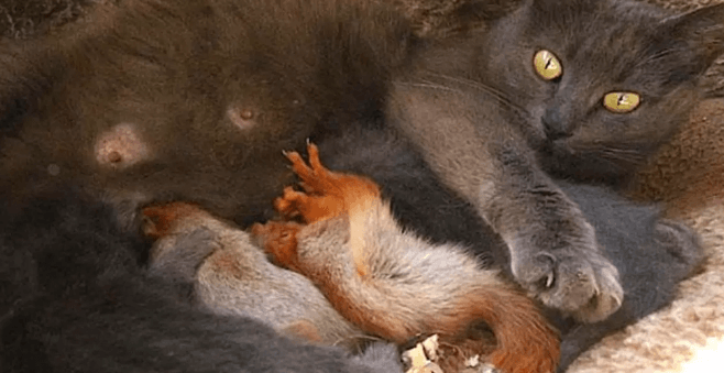 Кошка бросала новорожденных котят и убегала в лес