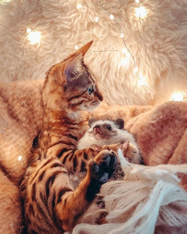 Ёжик Герби и кошка Одри