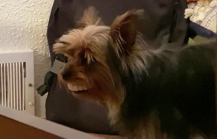 Собака украла зубные протезы хозяина