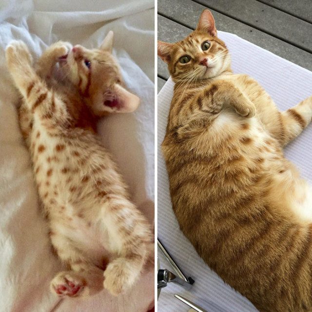 Кошки до и после того, как их спасли от бездомной уличной жизни