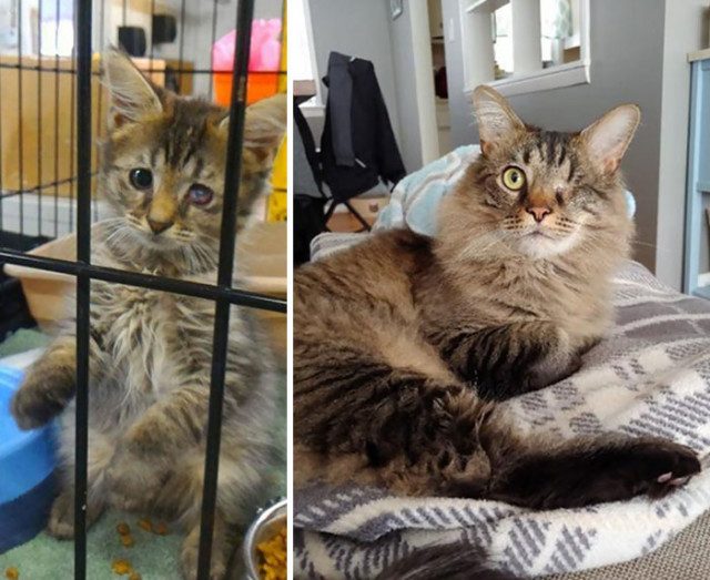 Кошки до и после того, как их спасли от бездомной уличной жизни
